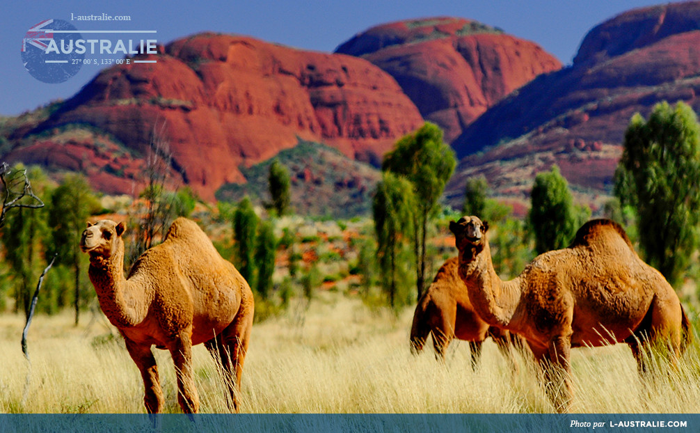 Chameaux en Australie