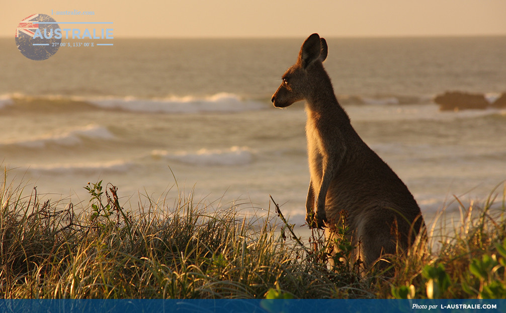 Kangaroo sur une dune près de la plage en Australie