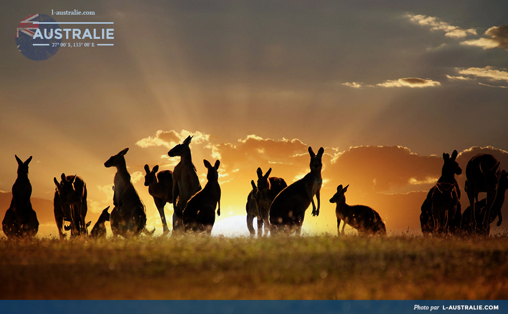 Kangourou en Australie