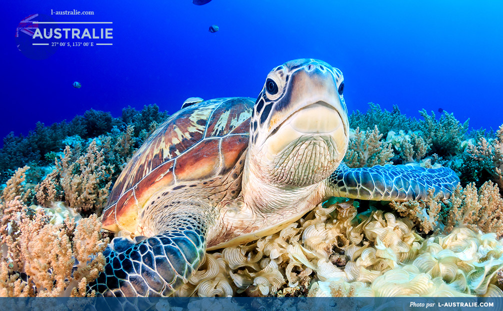 Tortue verte dans la mer