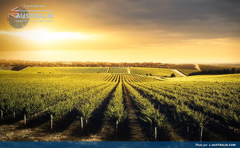 Vignoble dans les collines d'Adelaide en Australie-Méridionale