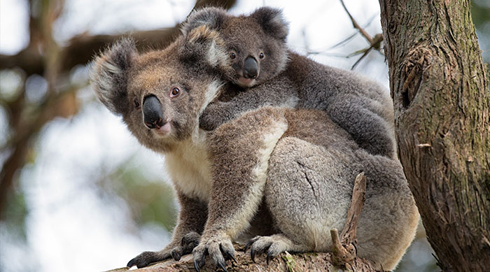 Bébé Koala avec sa mère