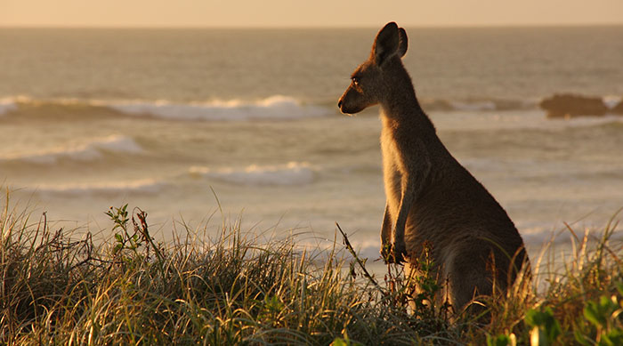 Kangourou sur les dunes en Australie