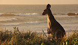 Kangaroo sur une dune près de la plage en Australie