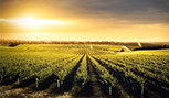 Vignoble dans les collines d'Adelaide en Australie-Méridionale