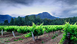 Les vignobles de Hunter Valley